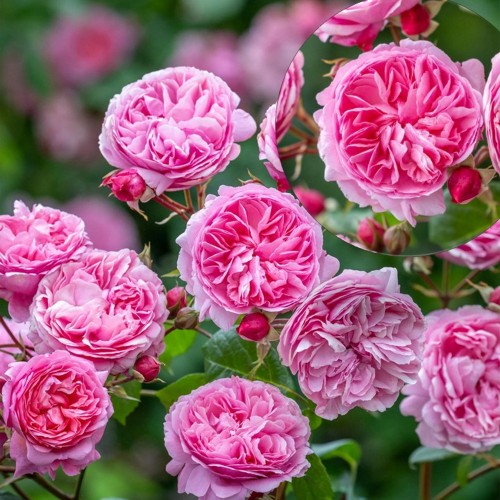 Rosa 'Penelope Lively' - Roos 'Penelope Lively' C4/4L